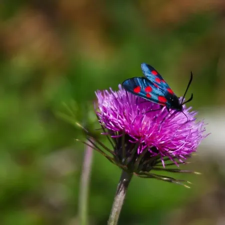 Apartmán Cosy A Cauterets, 4 Pers, Balcon, Proche Centre Et Telecabine - Fr-1-401-111 Cauterets