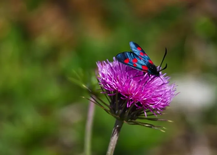 Apartment Cosy A Cauterets, 4 Pers, Balcon, Proche Centre Et Telecabine - Fr-1-401-111 Cauterets